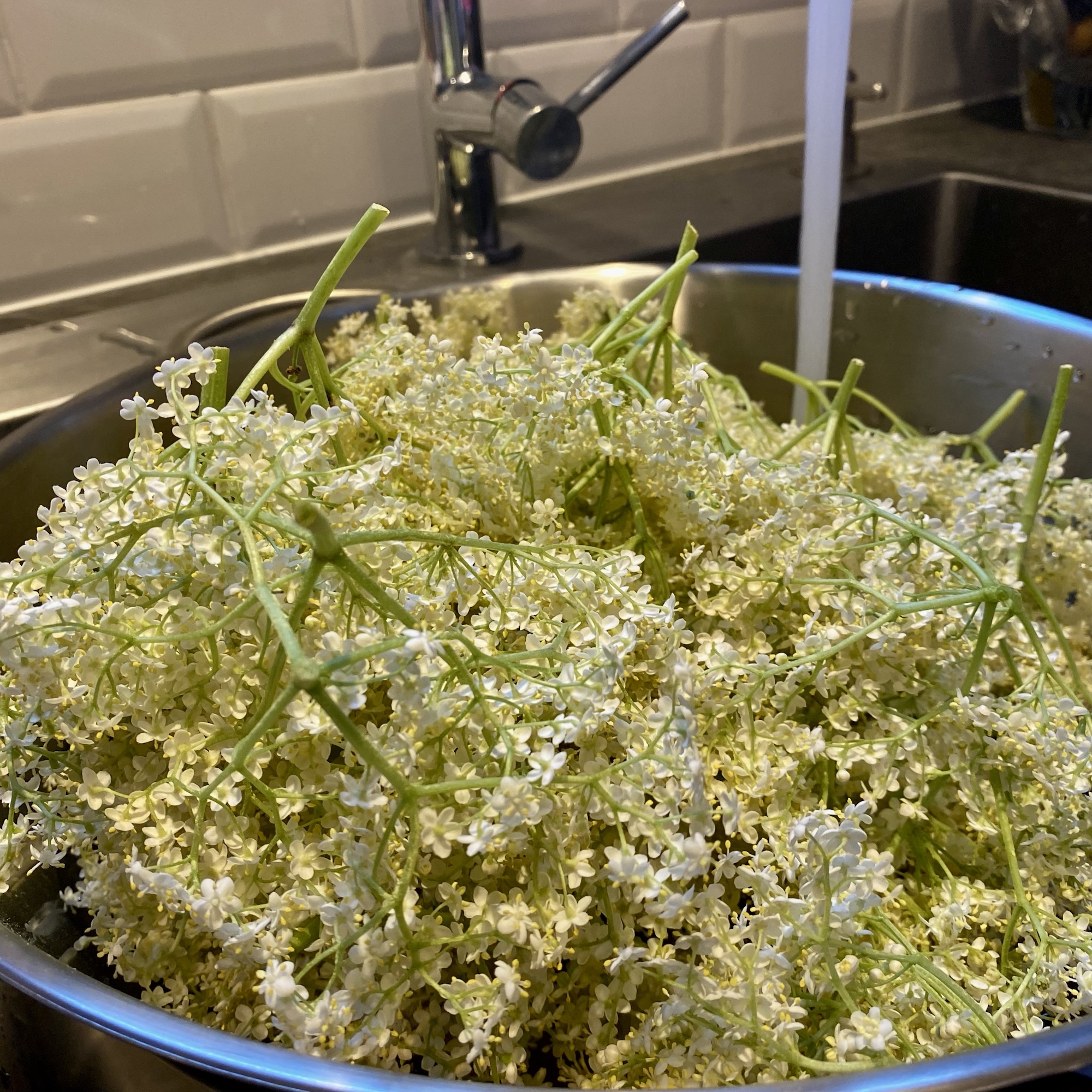 Elderflower cordial